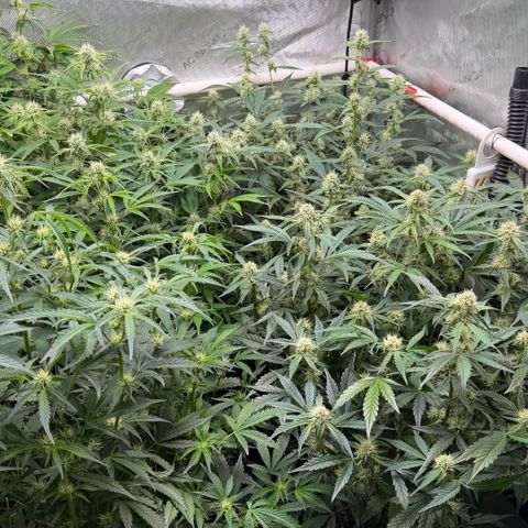Gorilla Melon growlog timeline photo