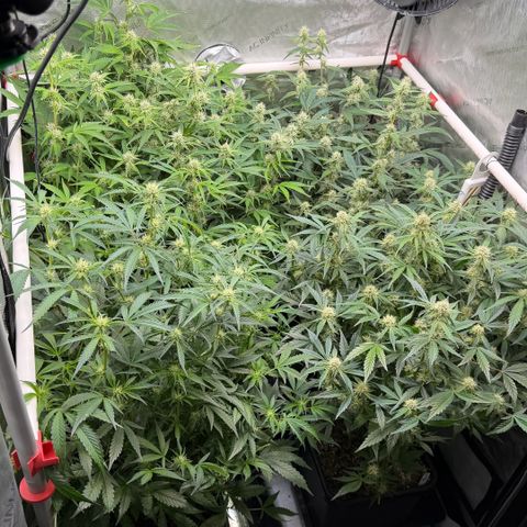 Gorilla Melon growlog timeline photo