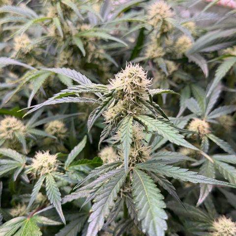 Gorilla Melon growlog timeline photo