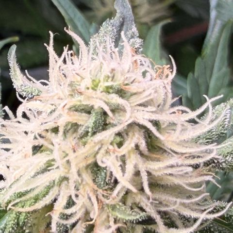 Gorilla Melon growlog timeline photo