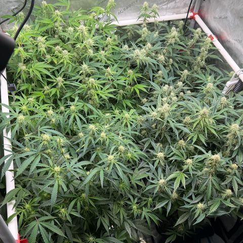 Gorilla Melon growlog timeline photo