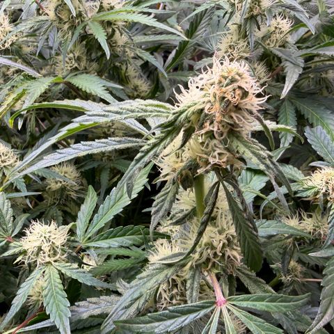 Gorilla Melon growlog timeline photo