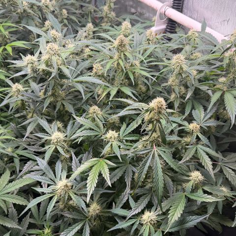 Gorilla Melon growlog timeline photo