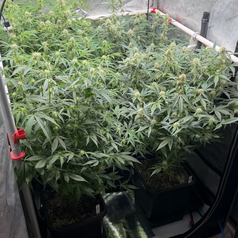 Gorilla Melon growlog timeline photo