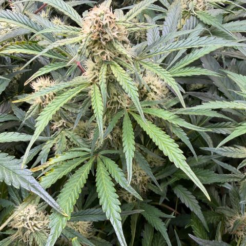 Gorilla Melon growlog timeline photo