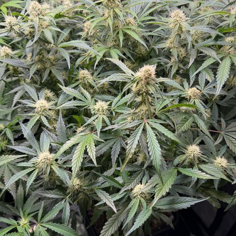 Gorilla Melon growlog timeline photo