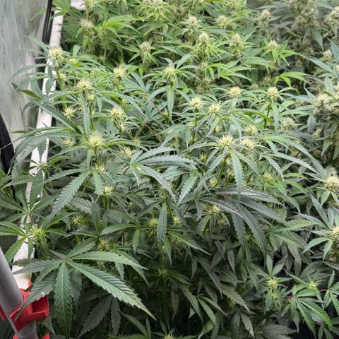 Gorilla Melon growlog timeline photo