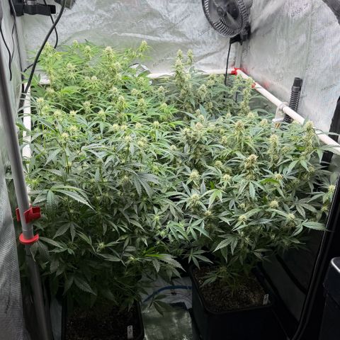 Gorilla Melon growlog timeline photo