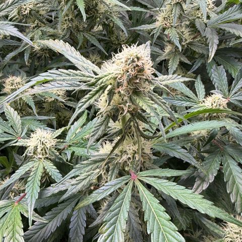 Gorilla Melon growlog timeline photo