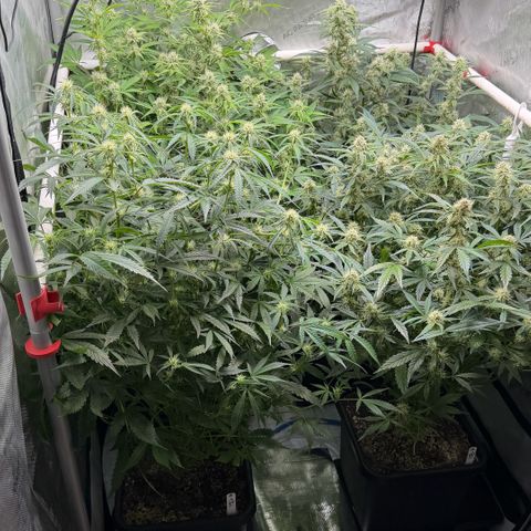 Gorilla Melon growlog timeline photo