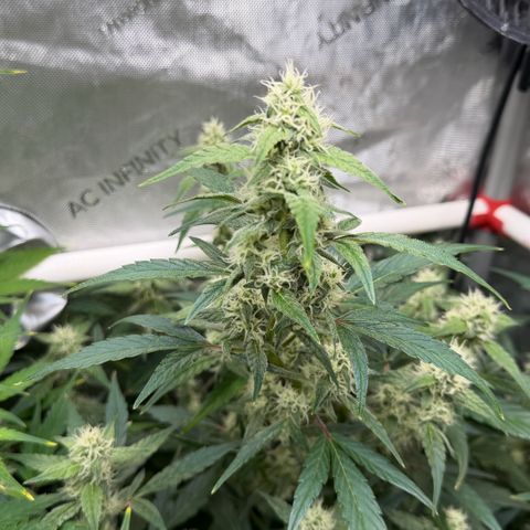Gorilla Melon growlog timeline photo