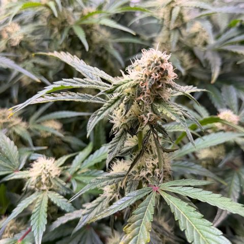 Gorilla Melon growlog timeline photo