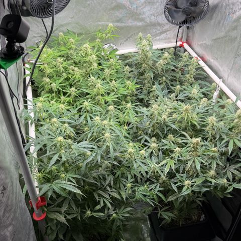 Gorilla Melon growlog timeline photo