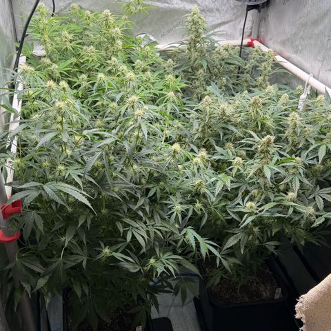 Gorilla Melon growlog timeline photo