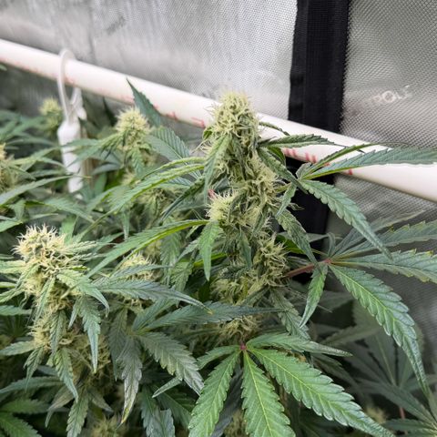 Gorilla Melon growlog timeline photo