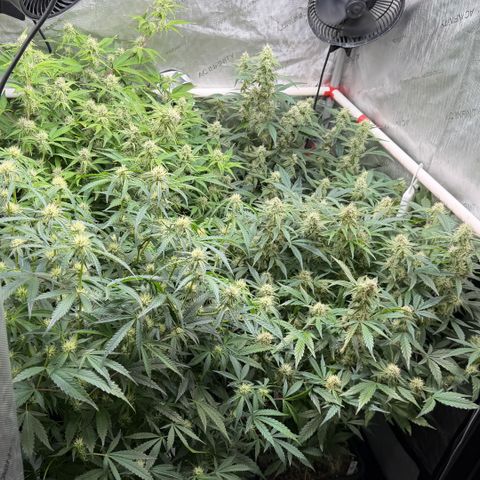Gorilla Melon growlog timeline photo