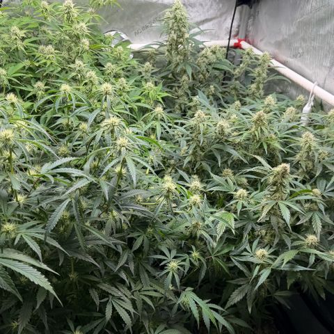 Gorilla Melon growlog timeline photo