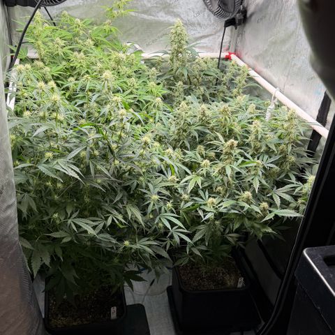 Gorilla Melon growlog timeline photo