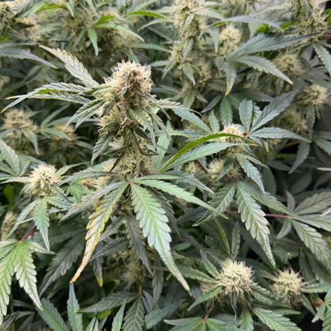 Gorilla Melon growlog timeline photo