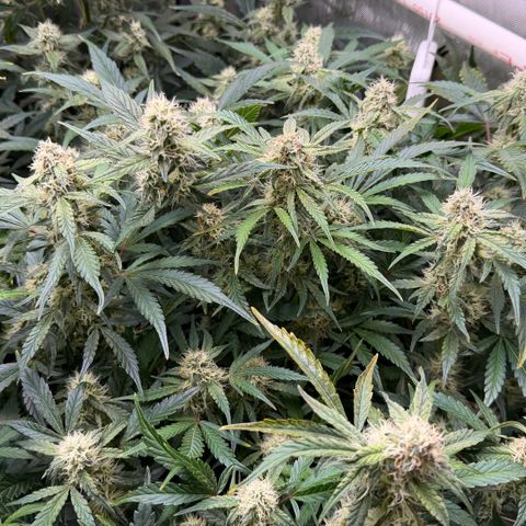 Gorilla Melon growlog timeline photo