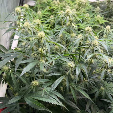 Gorilla Melon growlog timeline photo