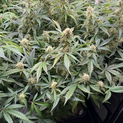 Gorilla Melon growlog timeline photo