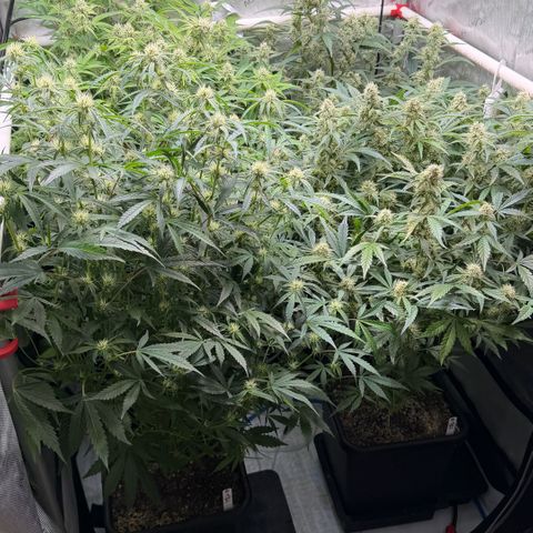 Gorilla Melon growlog timeline photo