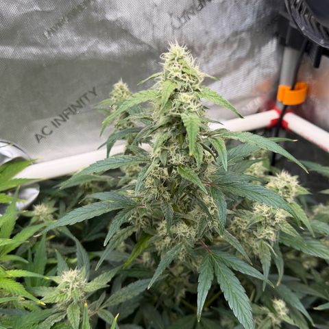 Gorilla Melon growlog timeline photo