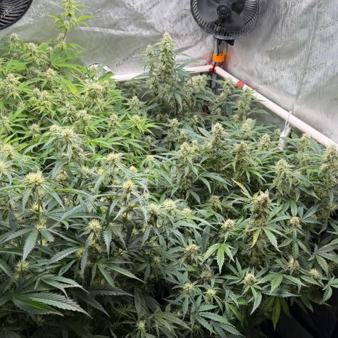 Gorilla Melon growlog timeline photo