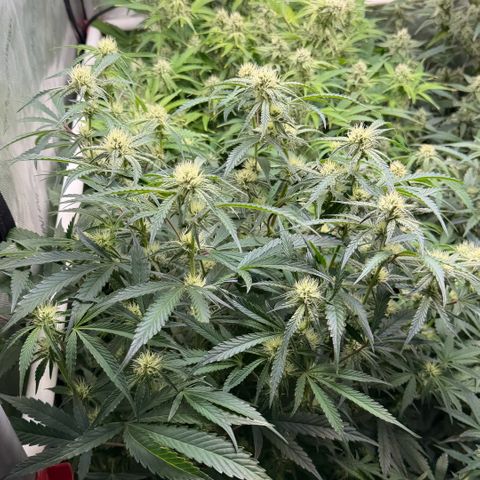 Gorilla Melon growlog timeline photo