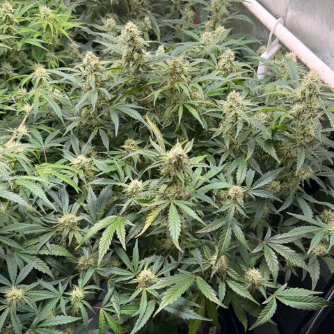 Gorilla Melon growlog timeline photo