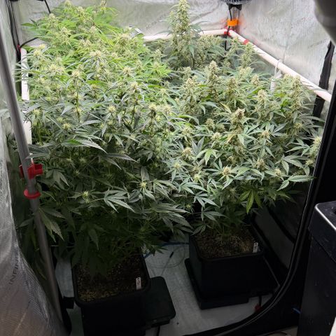 Gorilla Melon growlog timeline photo