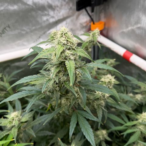 Gorilla Melon growlog timeline photo