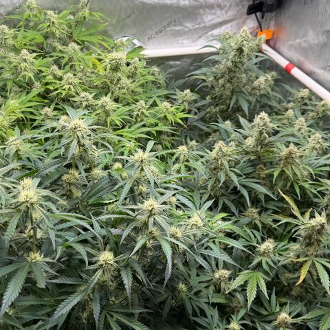 Gorilla Melon growlog timeline photo