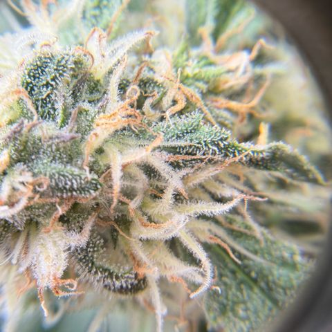Gorilla Melon growlog timeline photo