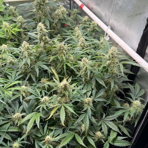 Gorilla Melon growlog timeline photo