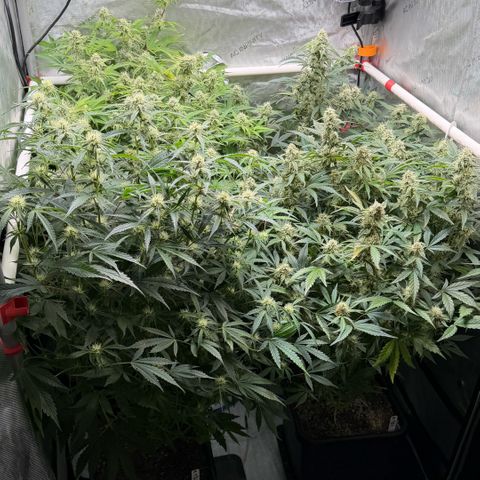 Gorilla Melon growlog timeline photo