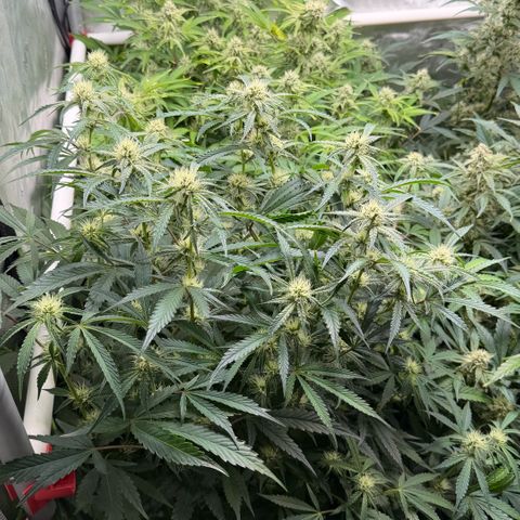 Gorilla Melon growlog timeline photo