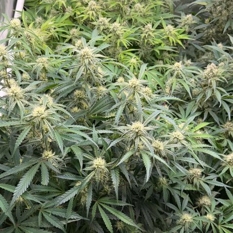 Gorilla Melon growlog timeline photo