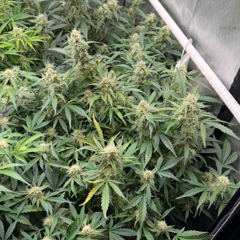 Gorilla Melon growlog timeline photo