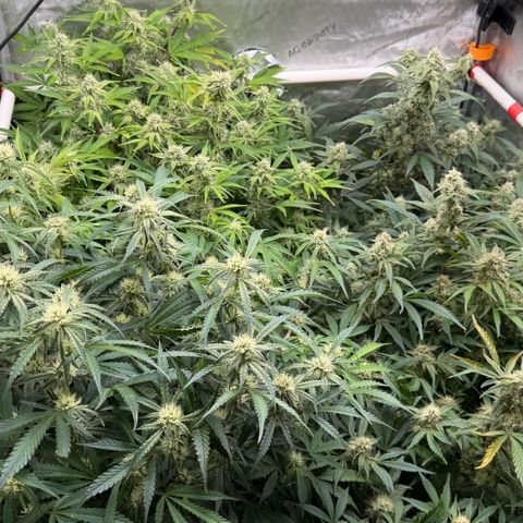 Gorilla Melon growlog timeline photo