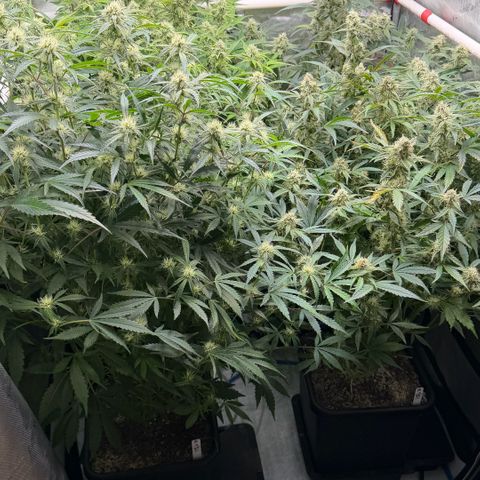 Gorilla Melon growlog timeline photo