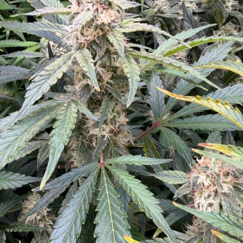 Gorilla Melon growlog timeline photo