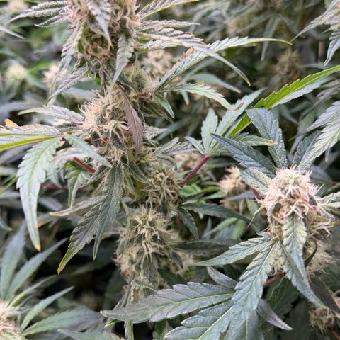 Gorilla Melon growlog timeline photo