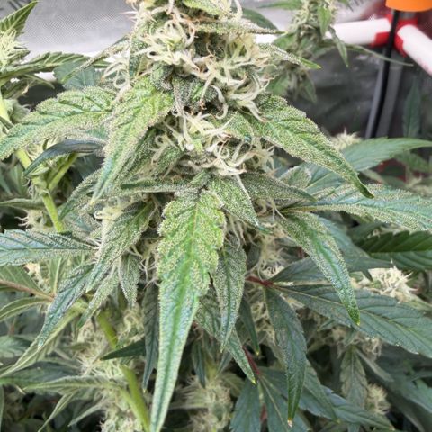 Gorilla Melon growlog timeline photo