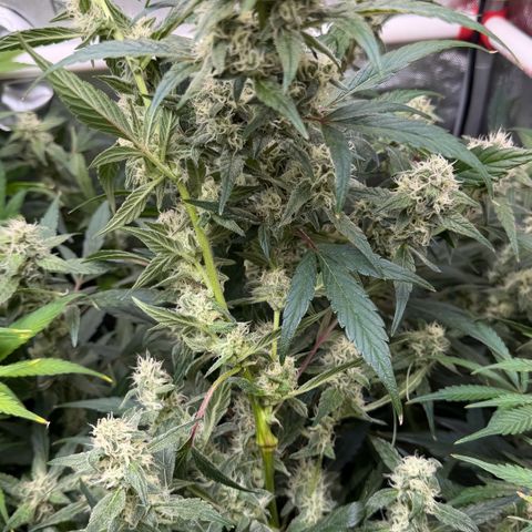 Gorilla Melon growlog timeline photo