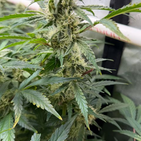 Gorilla Melon growlog timeline photo