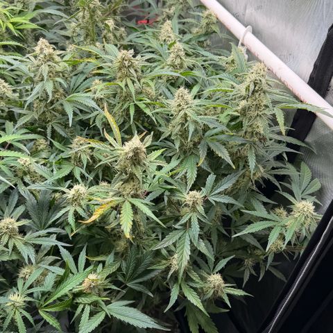 Gorilla Melon growlog timeline photo