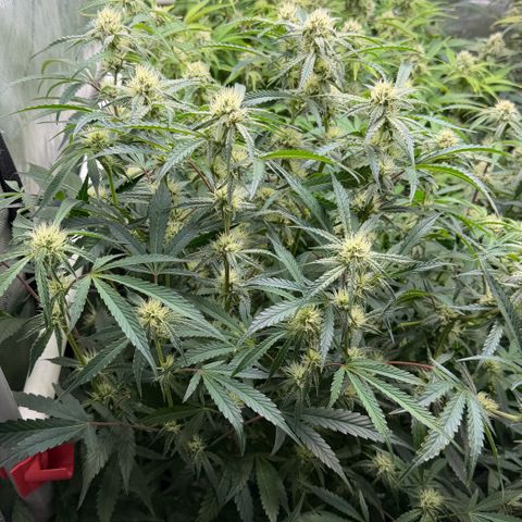 Gorilla Melon growlog timeline photo