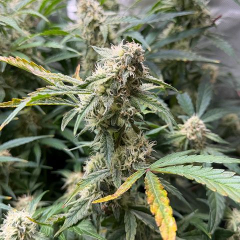 Gorilla Melon growlog timeline photo